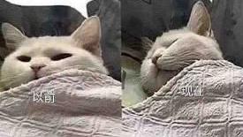 肖战|娱乐圈有大瓜！肖战粉丝：除了肖战顾魏谁都撩不动