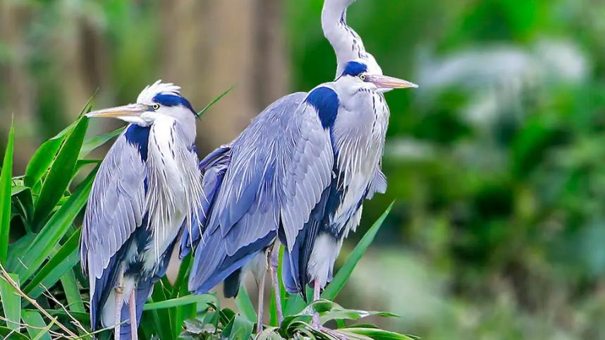 |北京钓友桥筏钓到怪鸟, 发视频留纪念, 引网友回复：这个刑, 有盼头