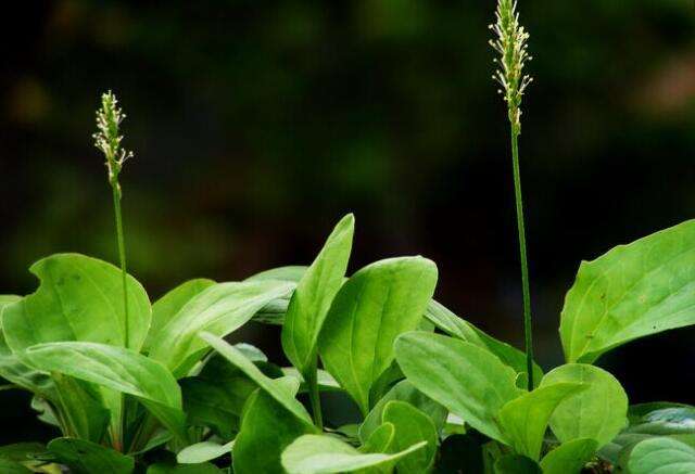 单纯疱疹|痛风的“克星”被找到了，只要坚持吃，或能降低尿酸，远离痛风