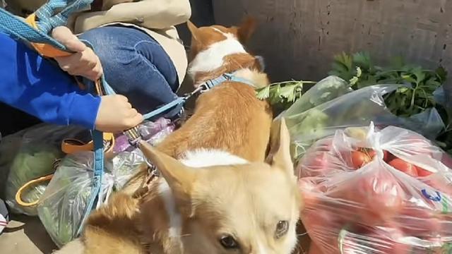 管彤|央视管彤和儿子坐三轮车买菜！素颜出镜半蹲在地，3大袋蔬菜抢眼