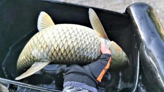 |夏季钓鱼如何做窝？打窝注意这5点，以免诱鱼变“喂鱼”