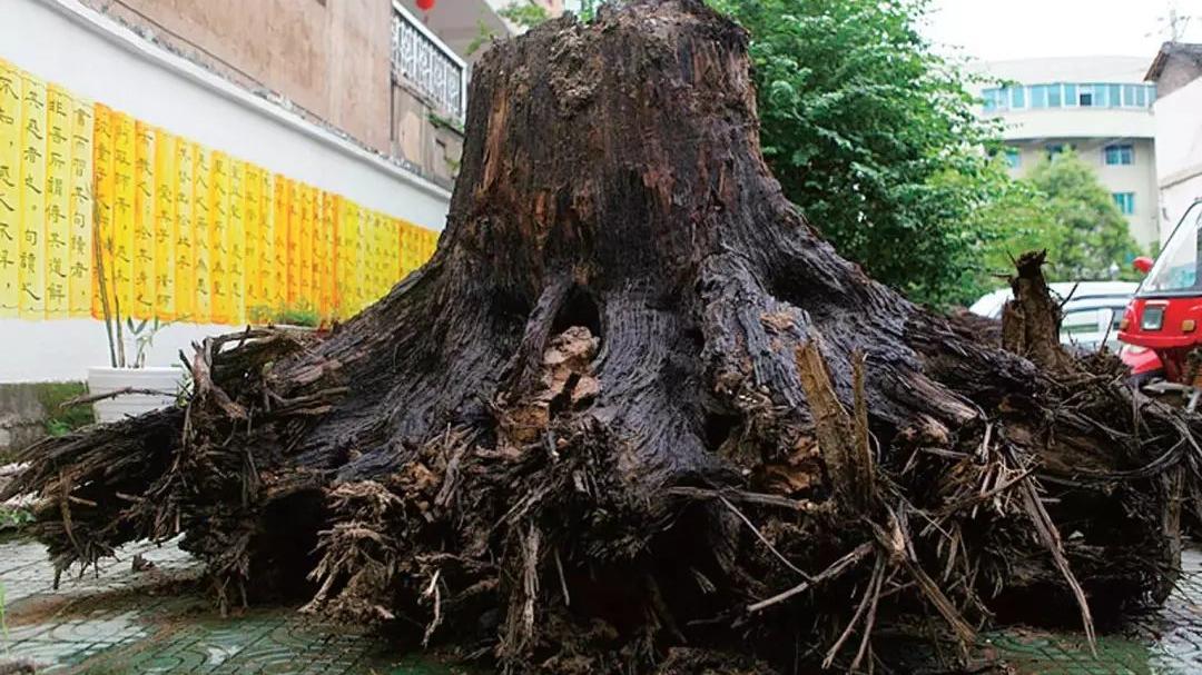 红木|红木市场最热门的8个品种，你知道几个？