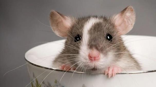 过敏性哮喘|脂多糖是什么？有什么好处？如何降低脂多糖？