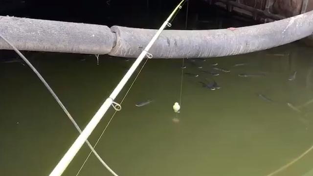 |浙江一男子钓鱼被鱼群集体浮出水面挑衅，网友笑喷了：等红绿灯？