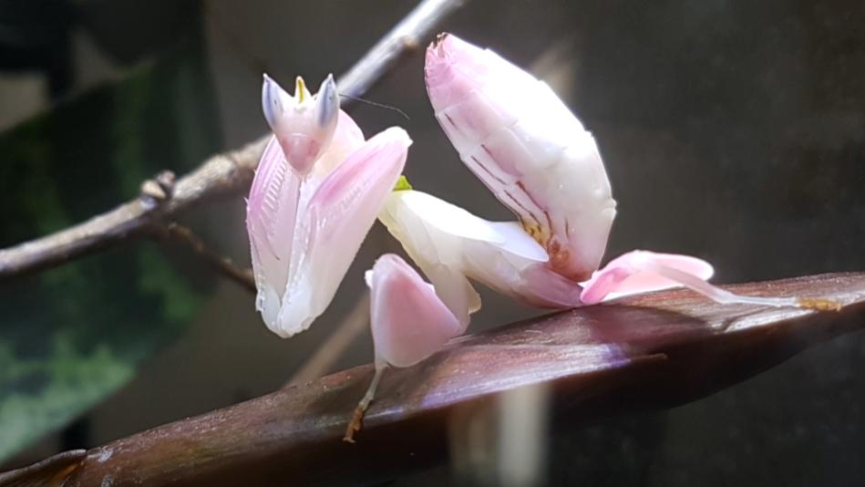 神奇的大自然，那些美丽的生物：妖艳杀手之兰花螳螂