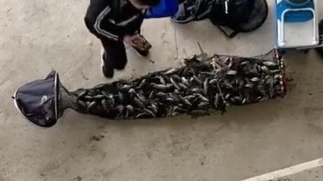 |河道有人放生一车鲫鱼，钓鱼人上演抢鱼大战，鱼护都装不下了