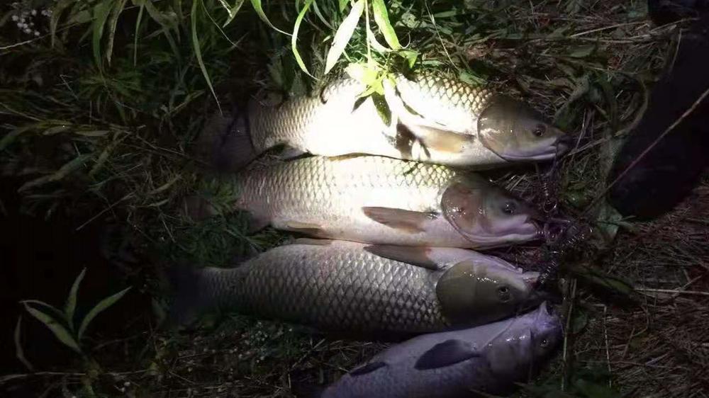 域名|夏季夜钓，这5种天气鱼口好，这3种钓位大鱼扎堆，想不爆护都难