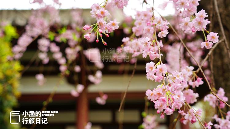 周边游|今天起，青龙寺重新开园了！西安最美樱花季，来了
