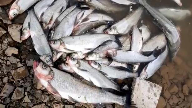 国语|山东一男子网上晒渔获，翘嘴鱼摆了一地，老板：哪怕收费500都亏