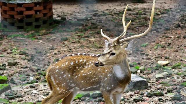 饼干|鹿肉比牛羊肉更鲜美，更营养，为啥市面上没卖的？
