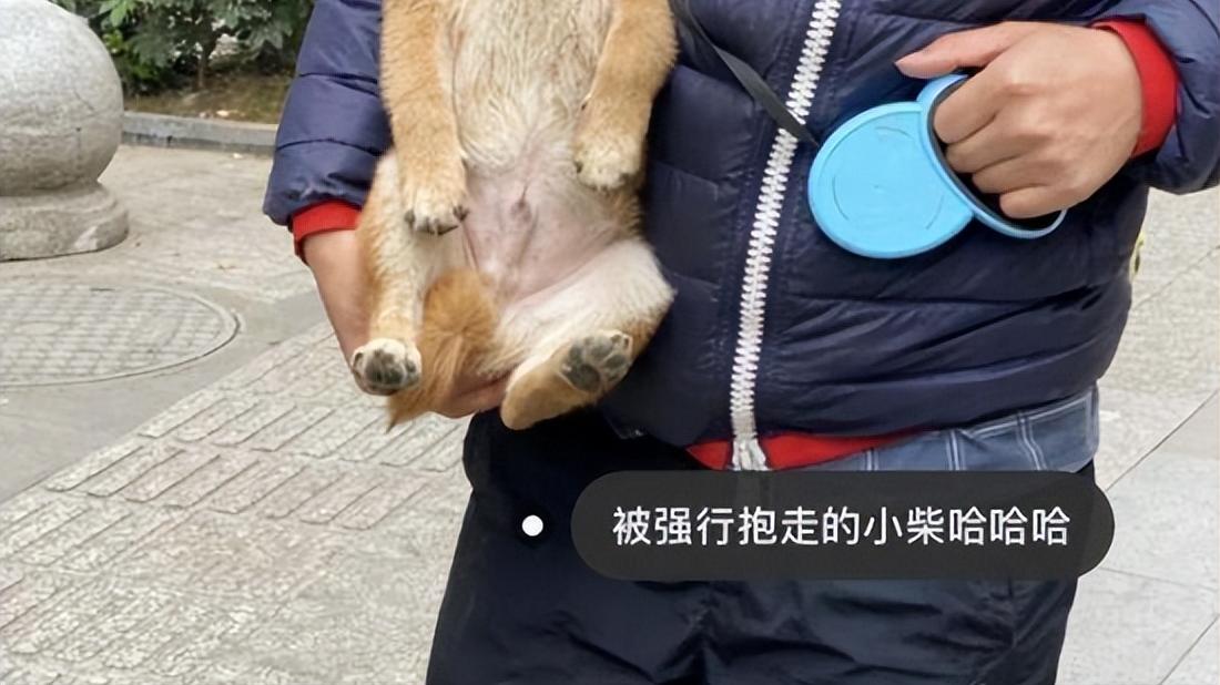 张大奕|张大奕被曝另觅新欢！与富二代同游照被扒出，为爱搬家疑已同居