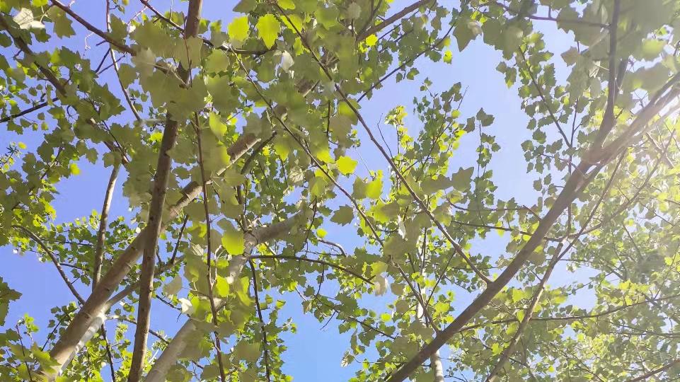 心肌梗塞|高脂血症的中医处方