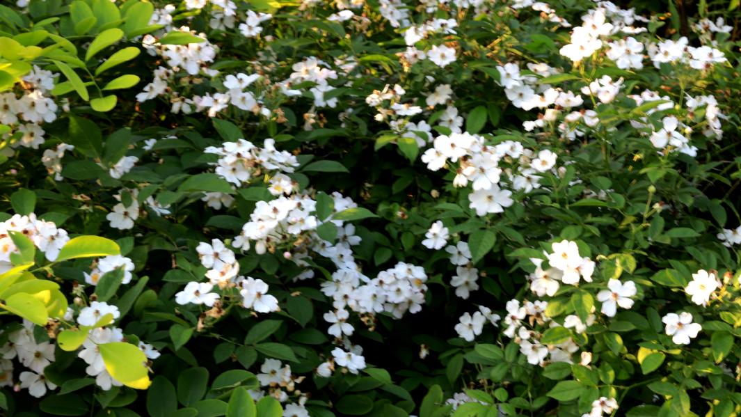 黑粉|真不简单，会怼黑粉了，继续！