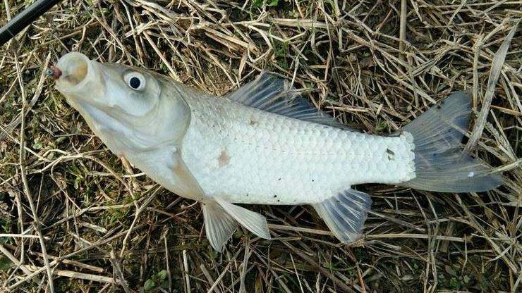 河南|河南有人称小鱼被困灯中半年，可能么？为了流量科学都不要了么！