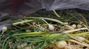 脾胃|李保柱：小蒜药食二用，是治胸痹的良药