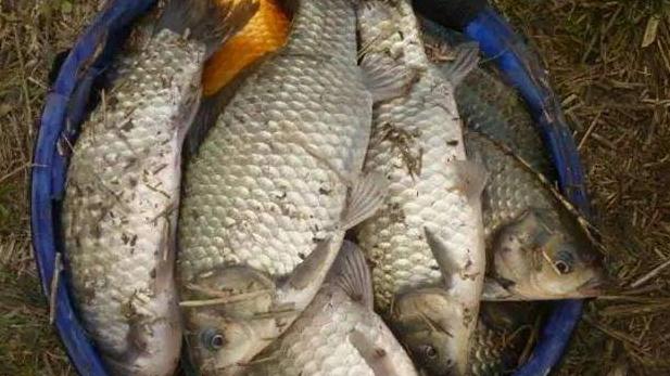 饵料|春钓鲫鱼用虫饵还是面饵？一直在争论，你觉得用哪种饵效果更佳?