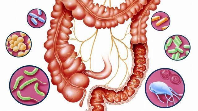 胆囊癌|粪菌移植的效果为什么因人而异？《自然》：病人肠道菌群也很重要