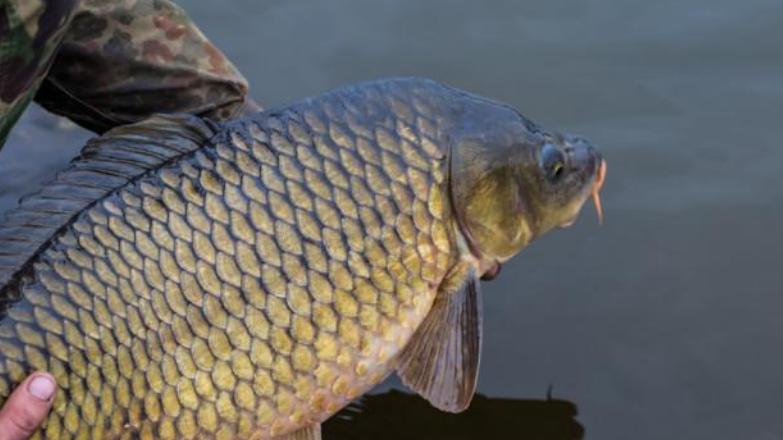 长江|宜宾重现鱼翔浅底景象，劝君莫食三月鱼，钓鱼等到甩子后