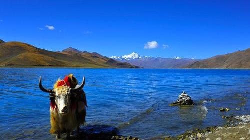 西藏|50岁女兵再进西藏，羊卓雍湖一日游，高反厉害苦中有乐