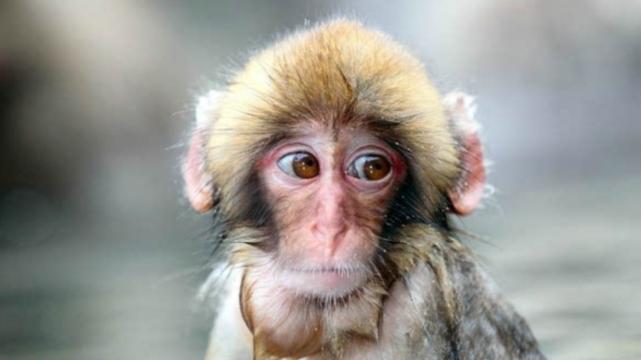 |能力被人低估的属猴人，会凭真本事站稳脚跟，在职场做出漂亮成绩