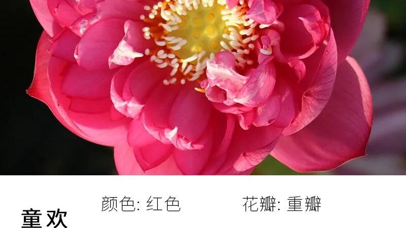 碗里就能种的荷花，1节藕种土里，初夏就开花