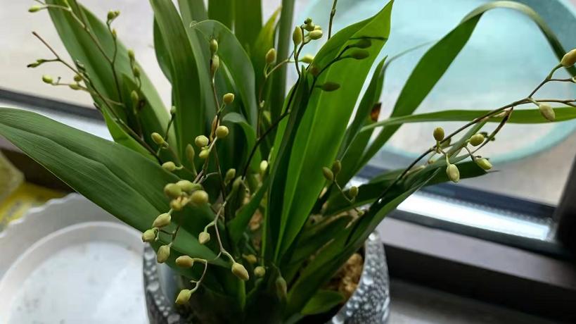 养文心兰抓住4个要点，开花多又香，可打造“清新”家居风