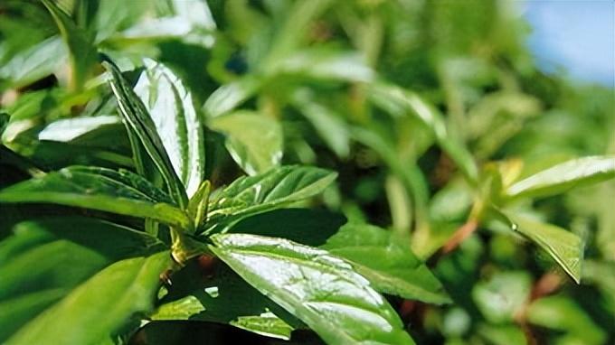 饮食|嗓子里总有痰？还吐不完？教你一招切断“生痰之源”