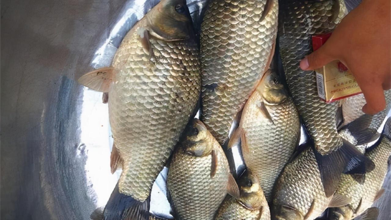 |开春后去夜钓，带这些“装备”出门，鱼获至少翻一倍