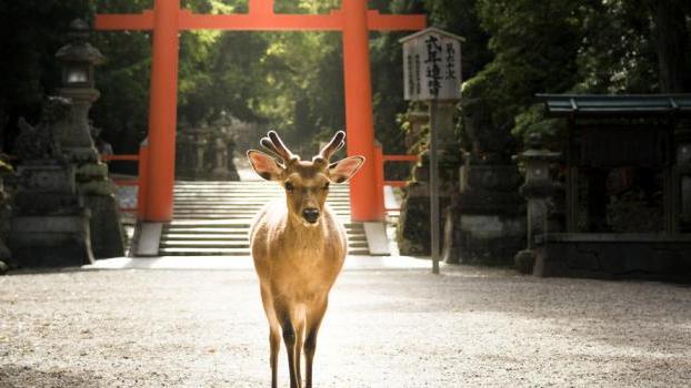 奈良|一座镌刻了古日本故事的城市，以“鹿”为名的奈良
