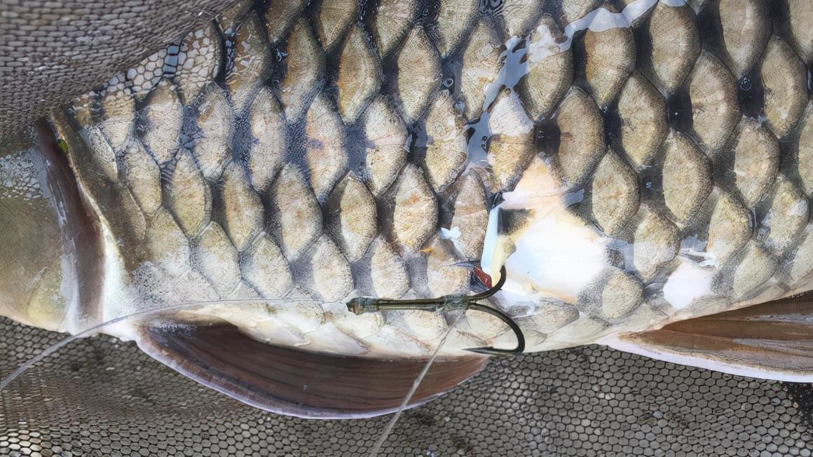 长江|黄颡鱼都锚? 江西十几名锚鱼者年前被抓, 偷钓者会成下一目标群体么