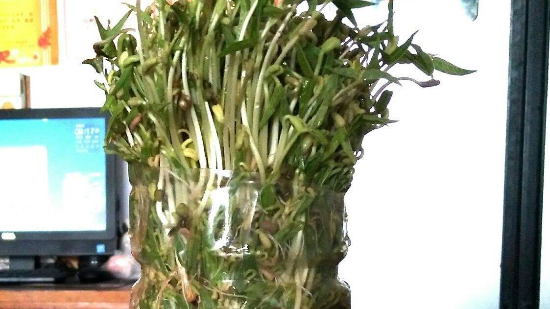 蔬菜|蔬菜还用买？拿个饮料瓶，撒点儿种子，10天就收获，一家人吃不完