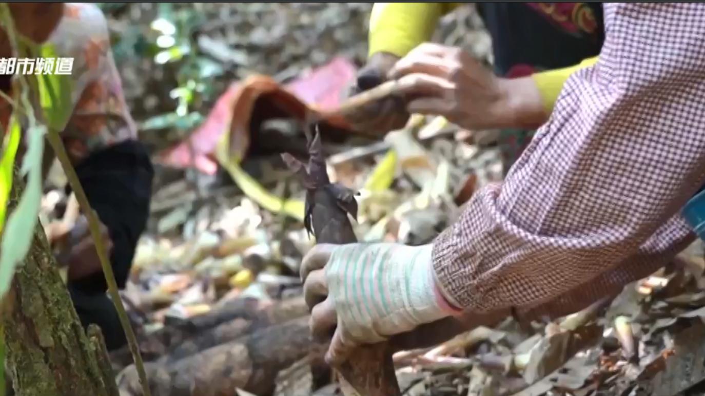 豆豉|苦笋已露尖尖角 挖笋吃笋正当时