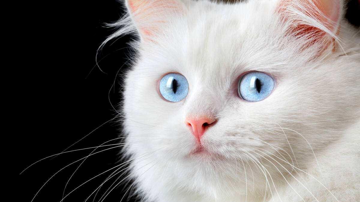 猫界的折翼天使蓝眼白猫，据说蓝眼白猫听力都有问题？是真的吗？