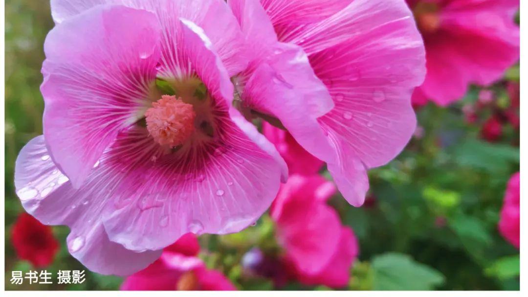 厨师|杨德振：珍馐的哲思