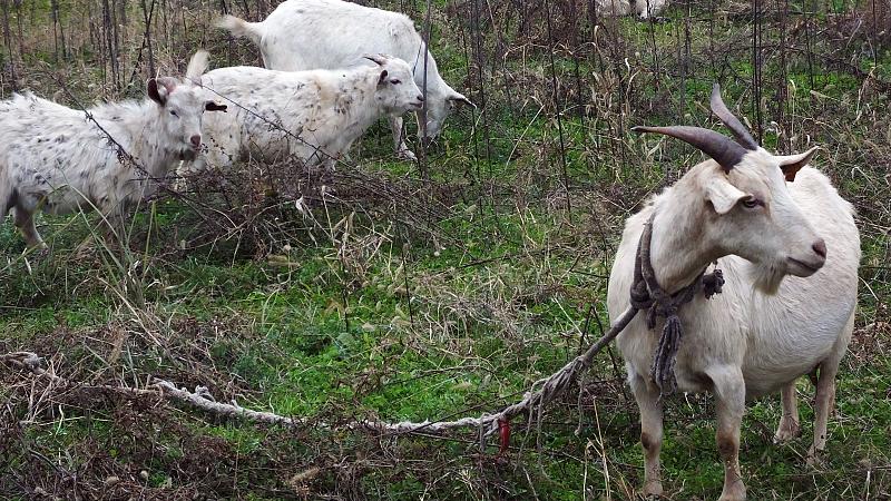豆沙|散文：炖羊蹄子下酒