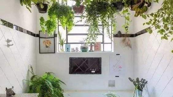 养5种植物在卫生间，卫生间变小花园，远离单调和异味