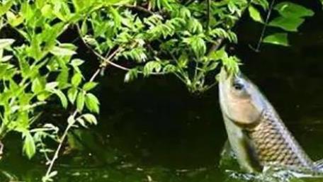 非法捕鱼|为什么在古代，人们即使饿死也不抓鱼吃？