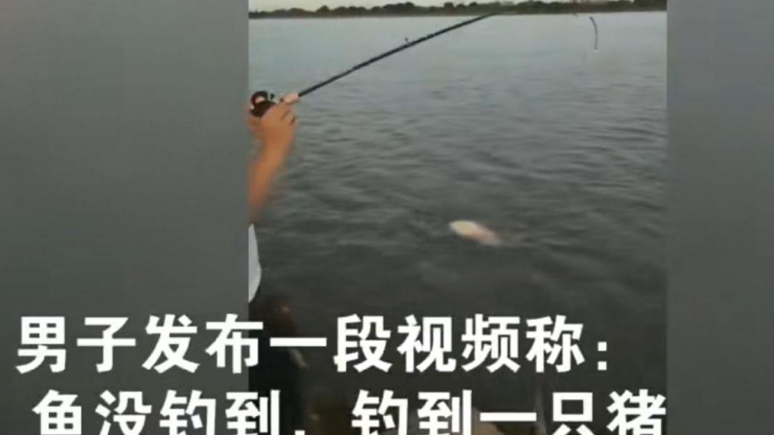 立夏|钓鱼新手1个月啥也没钓到，好不容易上钩了，一看竟是头猪