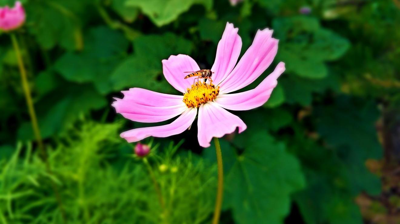 北京市|家庭主妇不是最辛苦的工作，其实这份工作环境最轻松