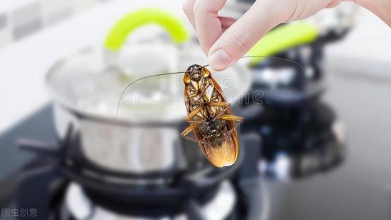 蟑螂药别再买啦！只需在水里撒一把它，安全无毒，一天蟑螂全没了