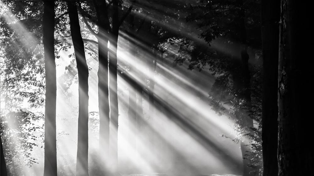 森林里怎么拍出好看的森林照片，这6个方法学起来