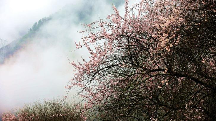林芝|林芝的春天：雪山脚下、云雾之中的粉嫩桃花