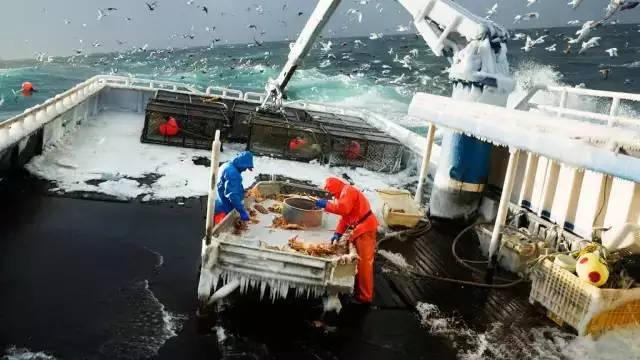 帝王蟹|【最危险的工作】一年只工作5天，年收入10万美元，你敢来吗？