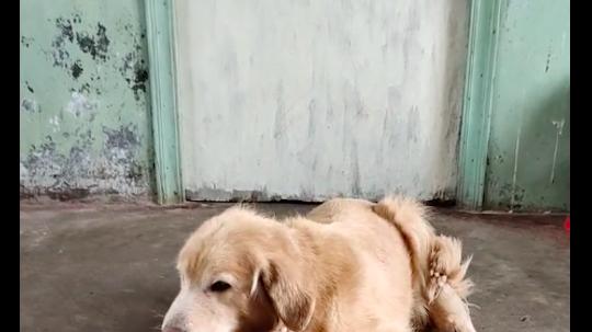 小金毛咬不动大苹果，金毛奶奶帮忙咬碎再喂给它吃，隔辈亲啊！