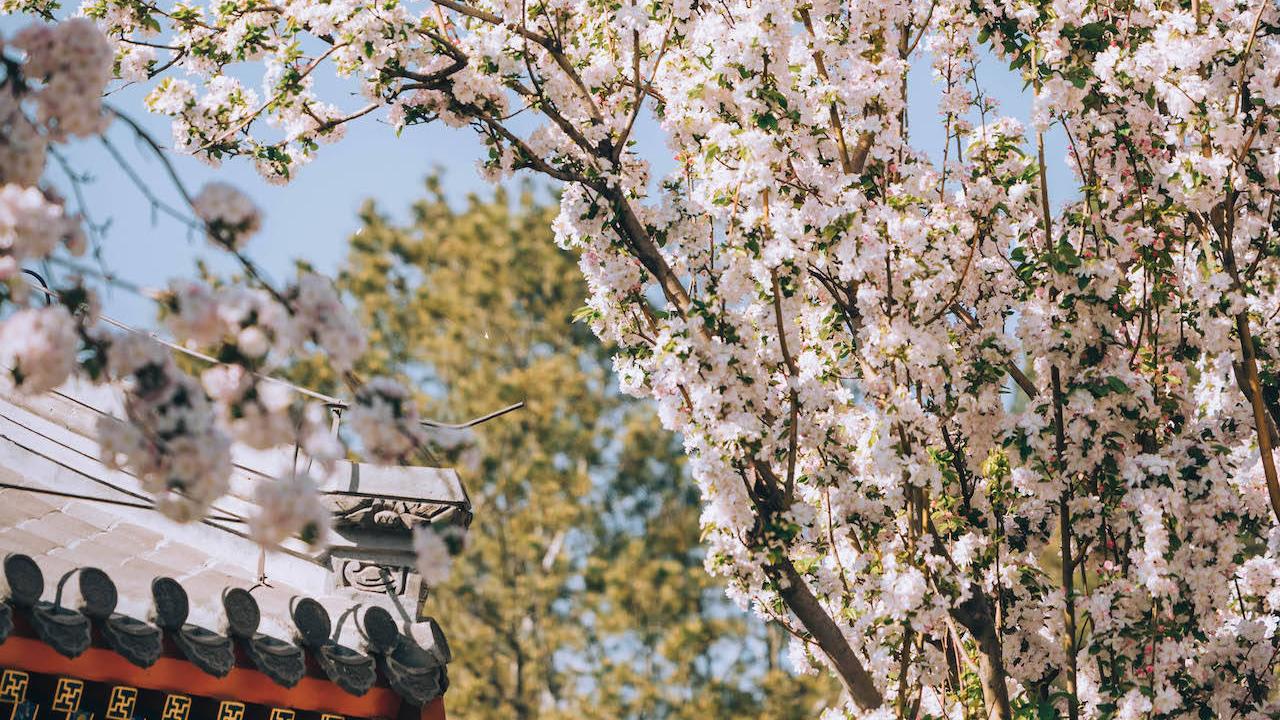 天坛春日，杜梨神树花开正好！“丁香大道”馥郁芬芳