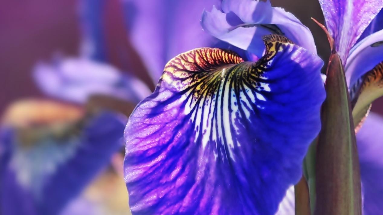 金牛座|将来2年，四大星座桃花运旺盛，生活乐无忧，事业有成