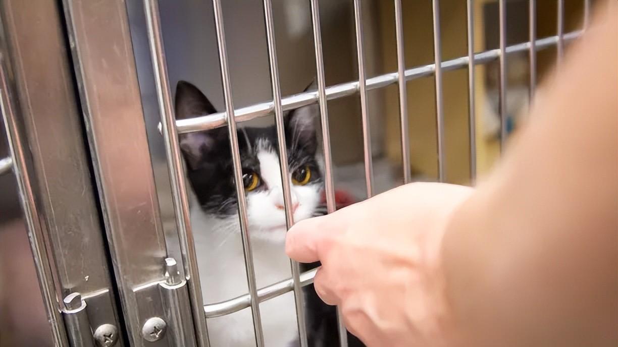 新手养猫指南｜新手养猫需要做哪些准备