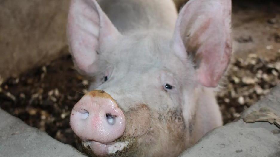 14岁少年留守大山6年，家里只有一头猪作伴，如今过得怎么样