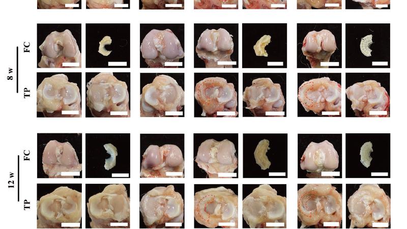 |《AFM》天津大学刘文广团队：3D 打印高强度超分子聚合物水凝胶