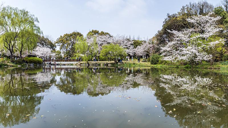 |又见樱花盛开时